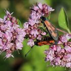 Zygaena loti