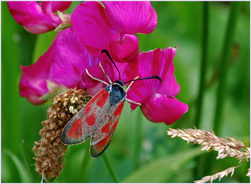 Zygaena loti