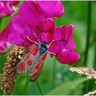 Zygaena loti