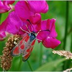 Zygaena loti