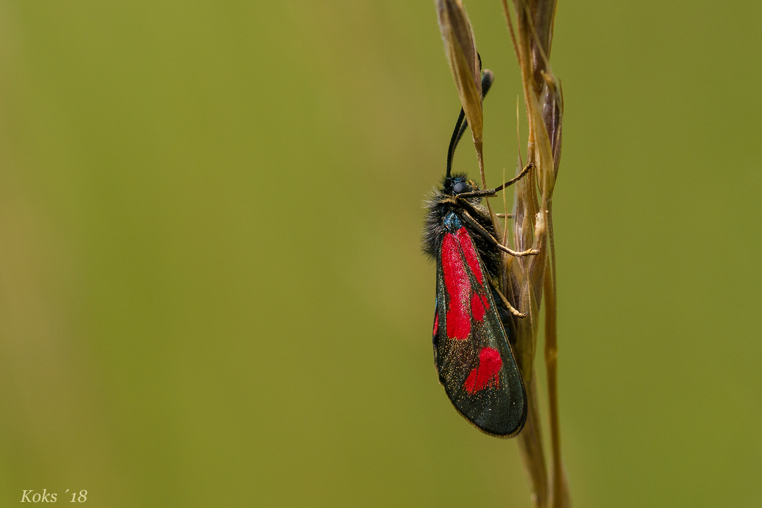 Zygaena loti