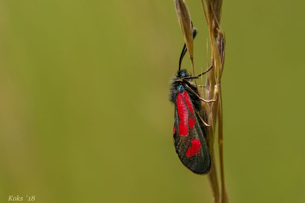 Zygaena loti
