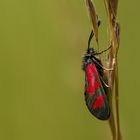 Zygaena loti