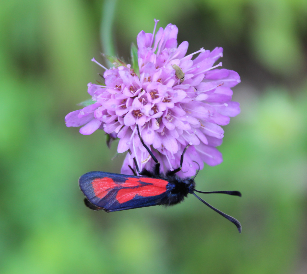 Zygaena loti - Beilfleck Widderchen 