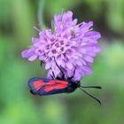 Zygaena loti - Beilfleck Widderchen 