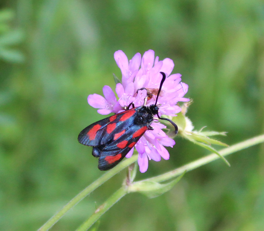 Zygaena loti- Beilfleck Widderchen 