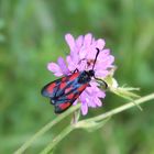 Zygaena loti- Beilfleck Widderchen 