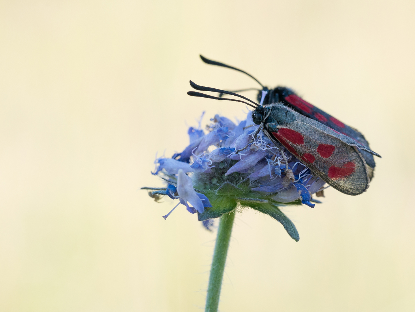 Zygaena loti