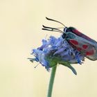 Zygaena loti