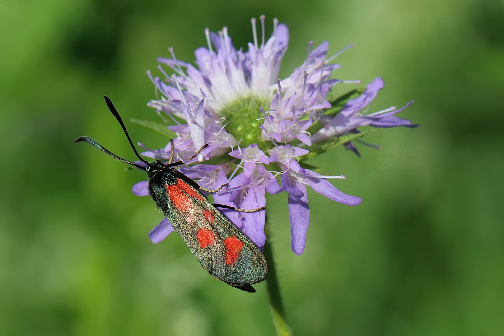 Zygaena loti