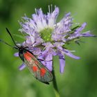 Zygaena loti