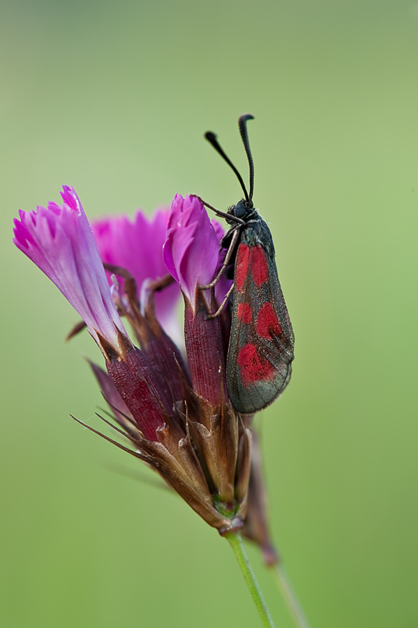 Zygaena loti