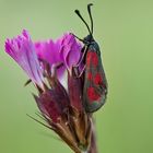 Zygaena loti