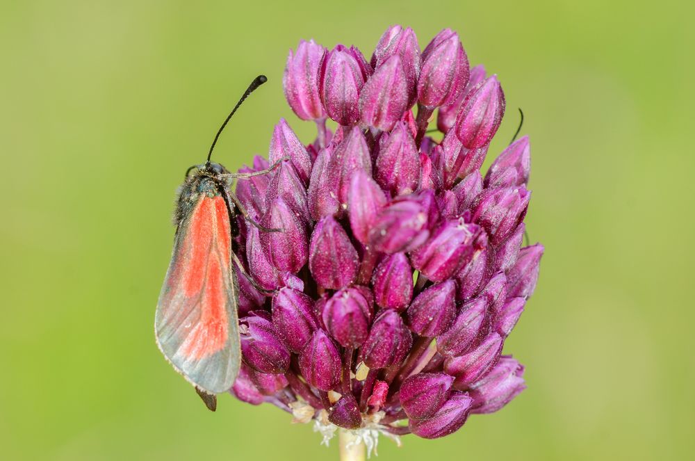 Zygaena minos/purpuralis