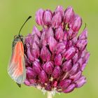 Zygaena minos/purpuralis