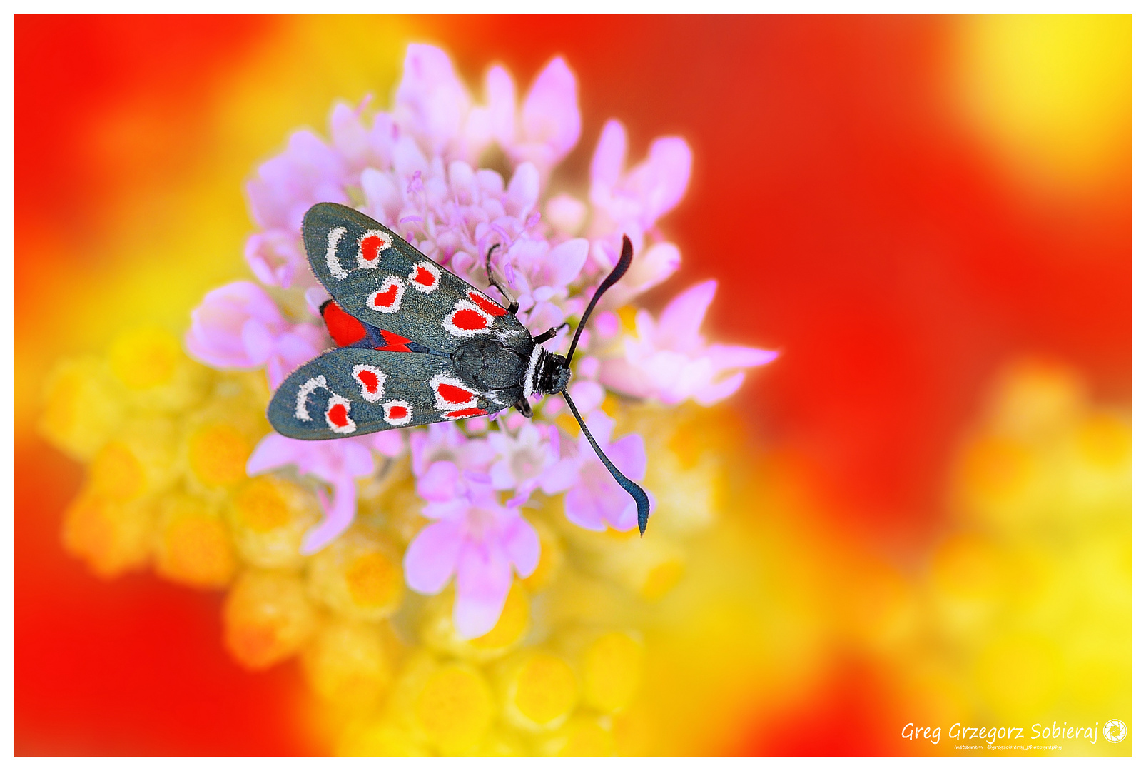 Zygaena occitanica