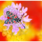 Zygaena occitanica