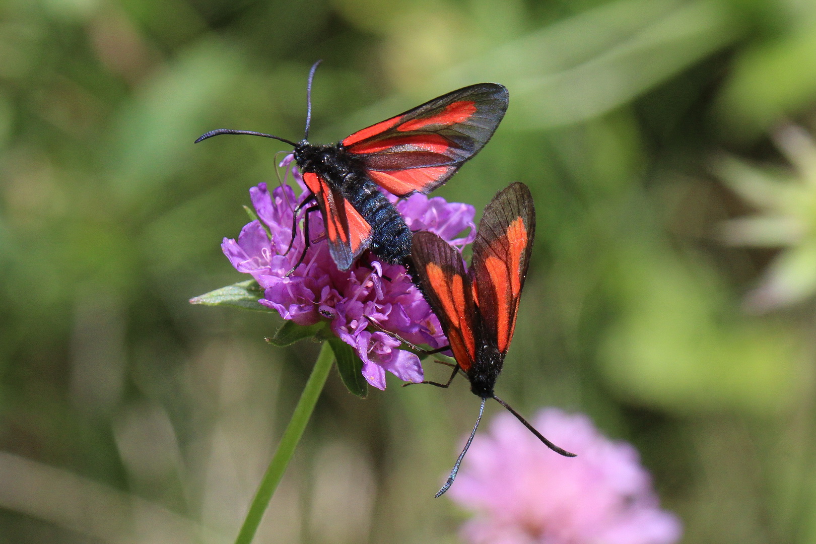 Zygaena osterodensis