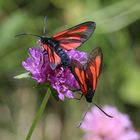 Zygaena osterodensis