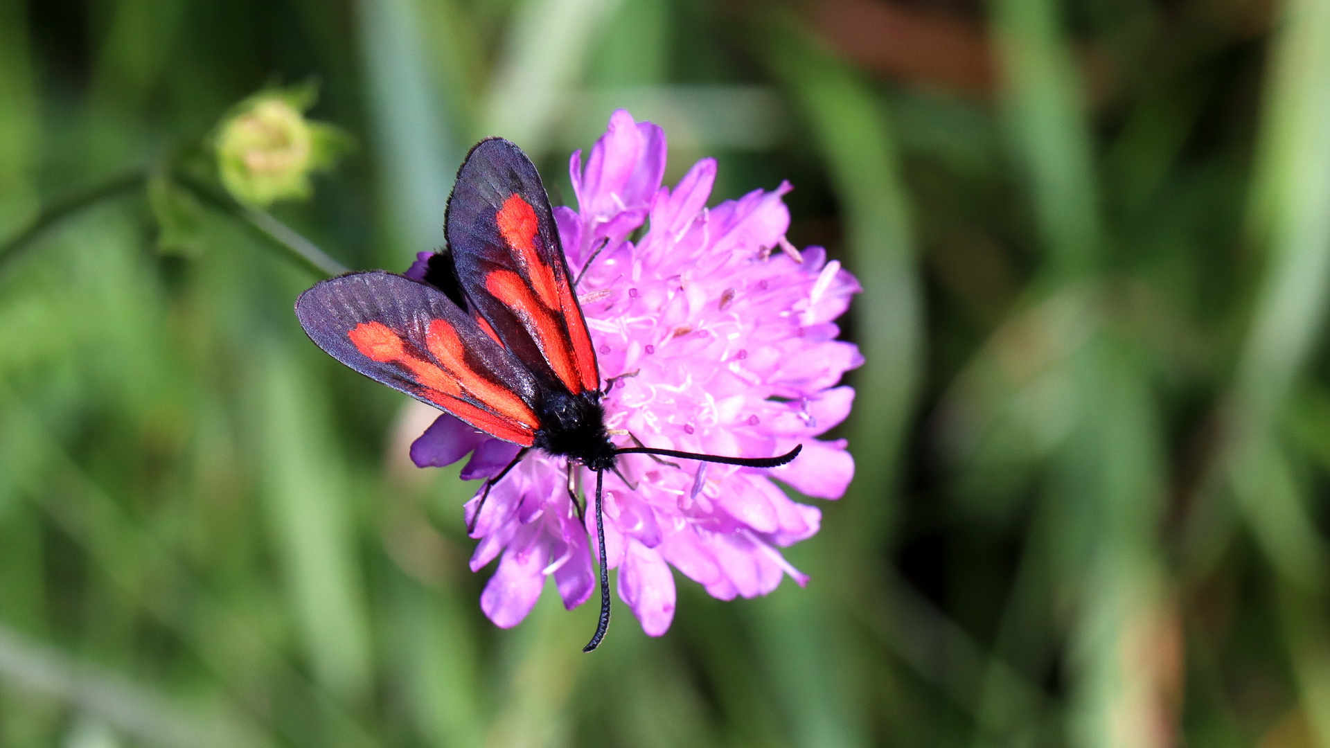 Zygaena osterodensis