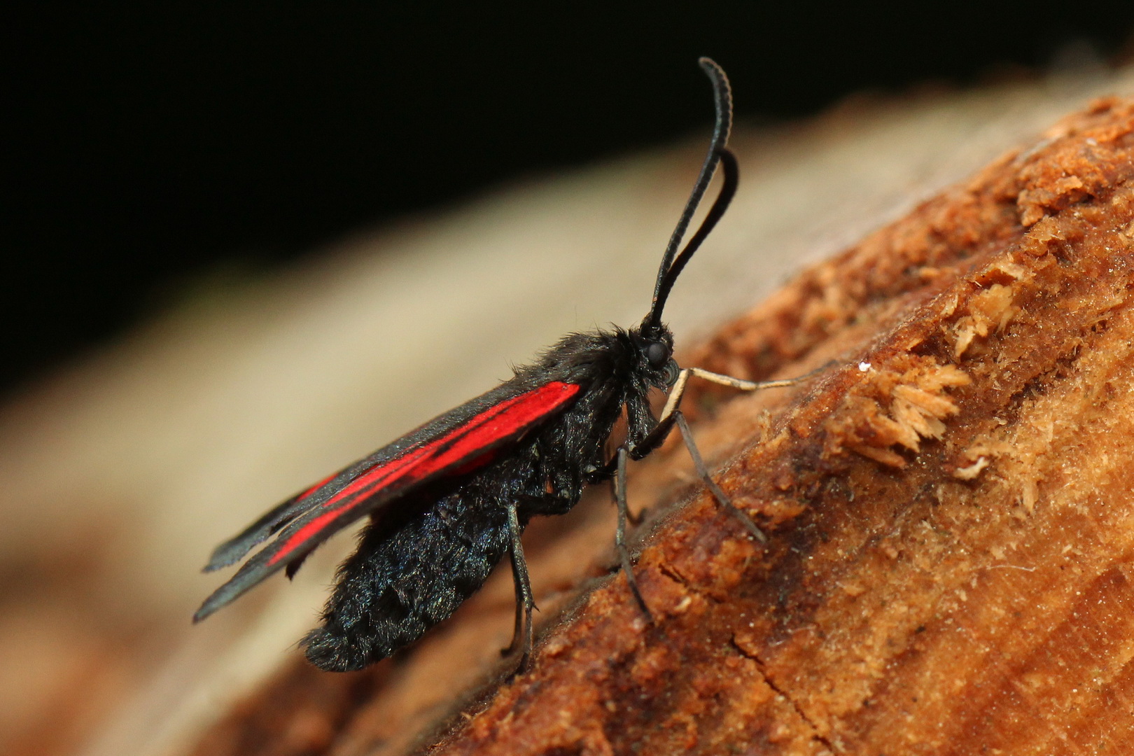 Zygaena osterodensis