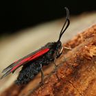 Zygaena osterodensis