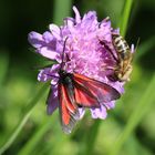 Zygaena osterodensis