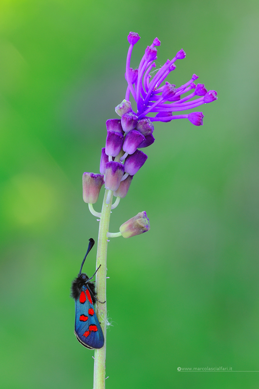 Zygaena oxytropis