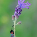 Zygaena oxytropis