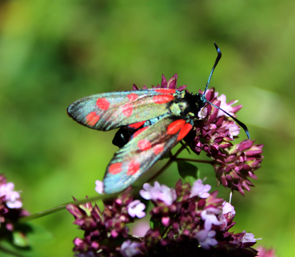 Zygaena phillipendulae- Sechsfleck Widderchen