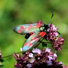 Zygaena phillipendulae- Sechsfleck Widderchen