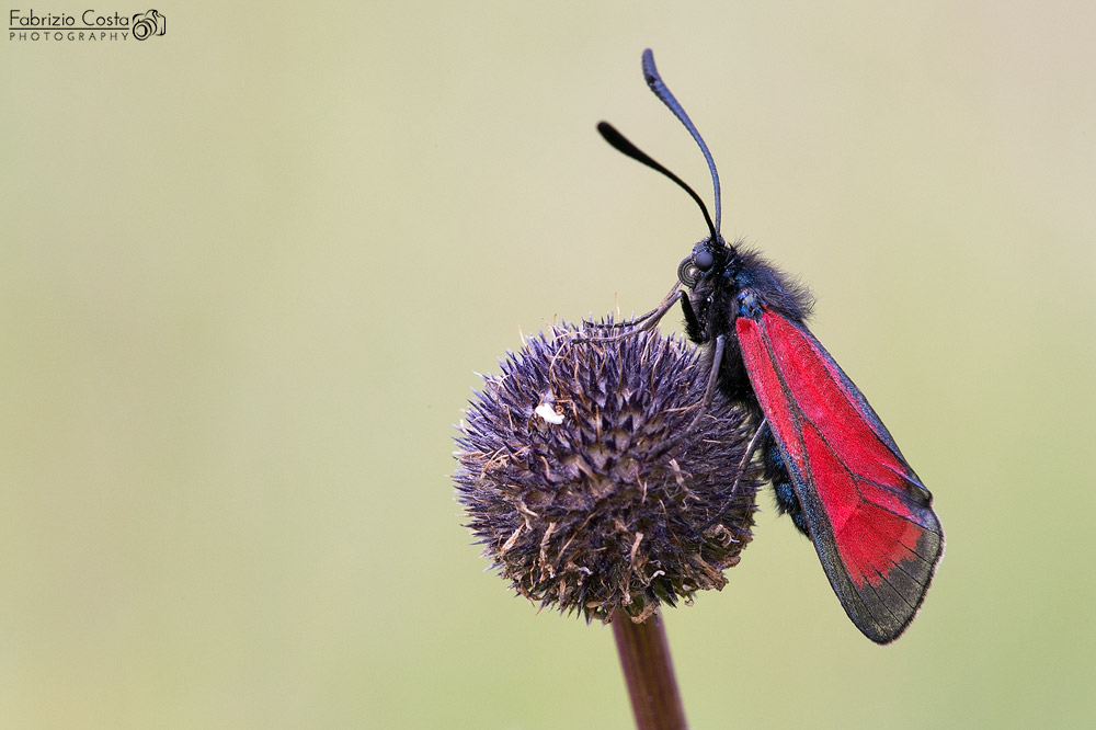 Zygaena purpuralis 2014