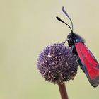 Zygaena purpuralis 2014