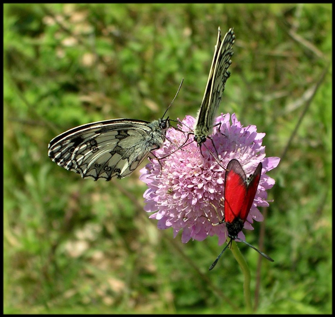 Zygaena purpuralis - E' quì la festa?