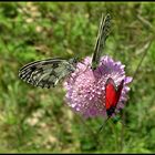 Zygaena purpuralis - E' quì la festa?