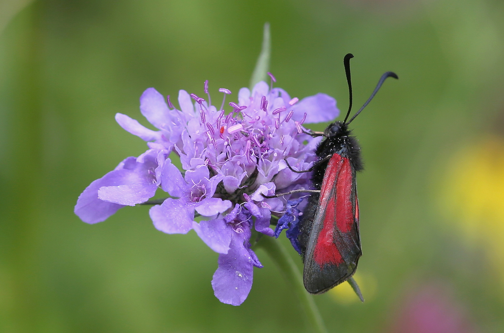 Zygaena purpuralis 