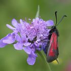 Zygaena purpuralis 