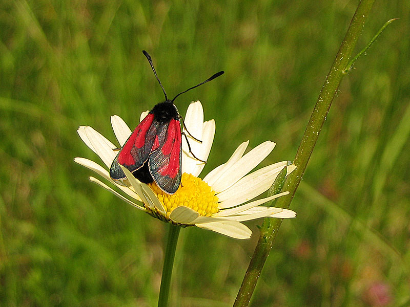 Zygaena purpuralis oder minos