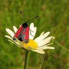 Zygaena purpuralis oder minos