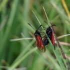 Zygaena purpurals oder minor