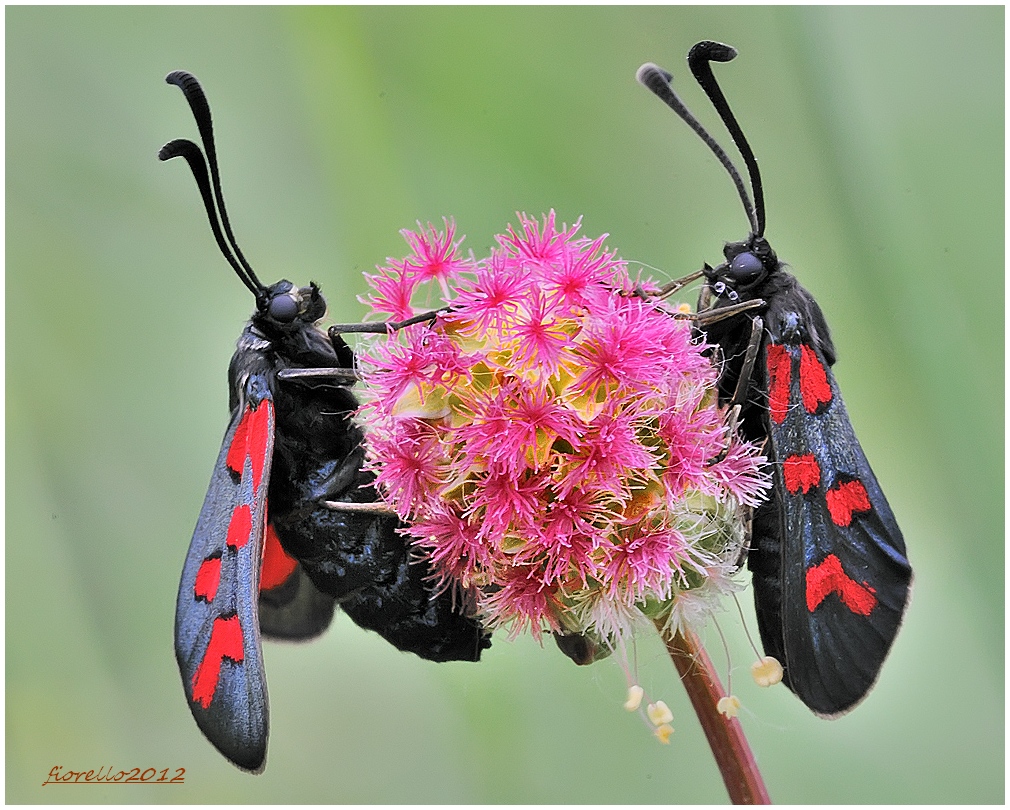 zygaena stereo