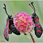 zygaena stereo