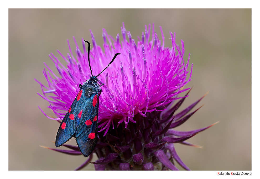 Zygaena su Cardo Dentellato