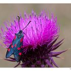 Zygaena su Cardo Dentellato