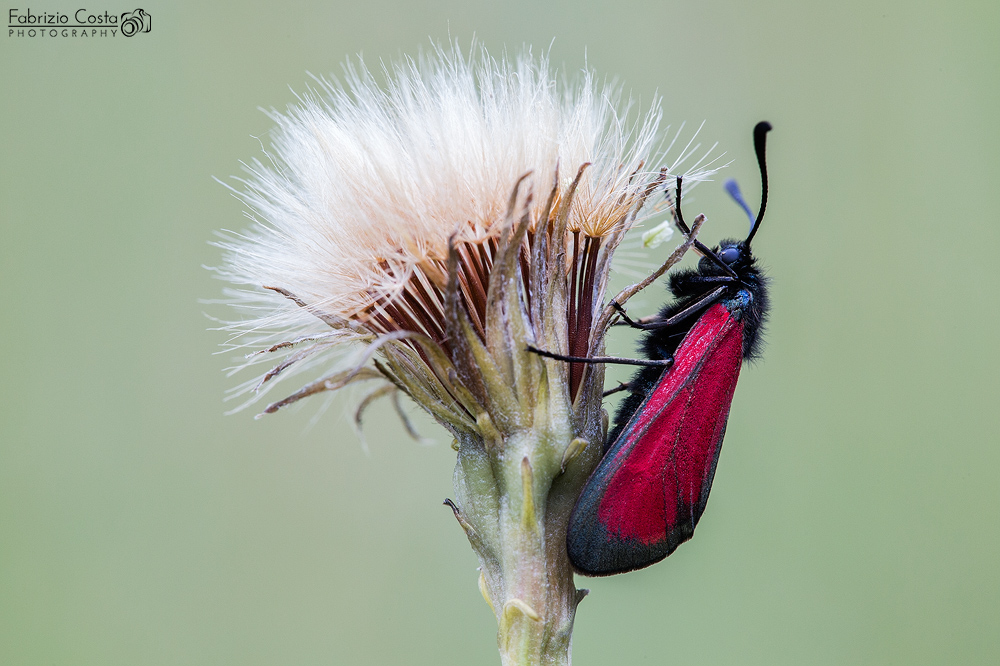 Zygaena su soffione