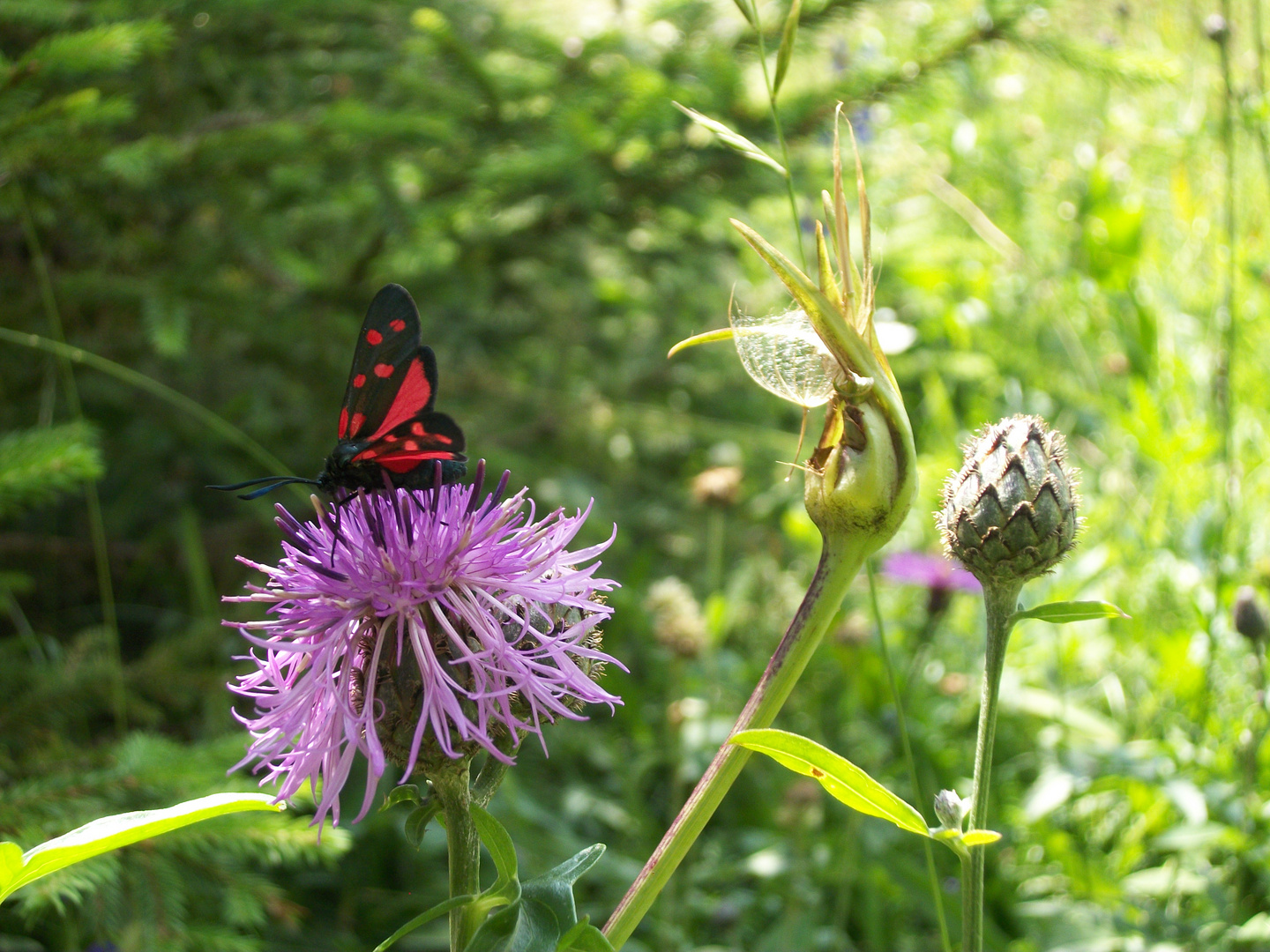 Zygaena Transalpina