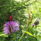 Zygaena Transalpina