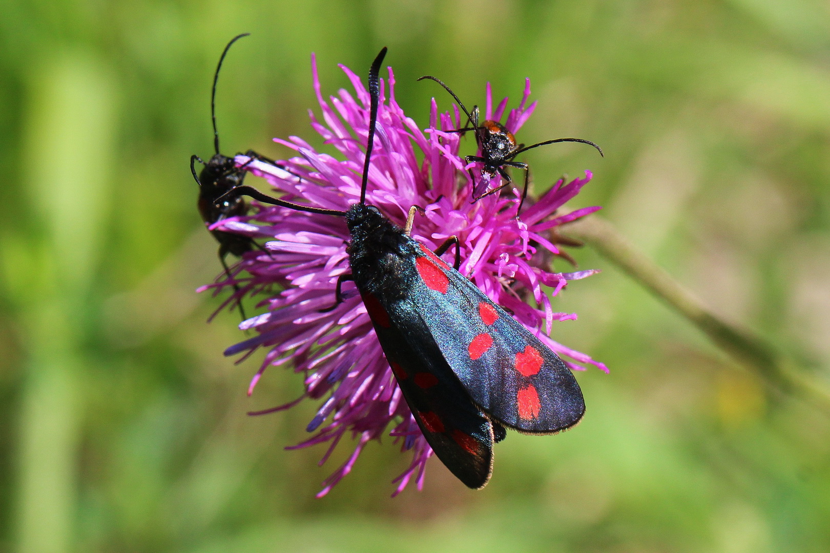 Zygaena transalpina