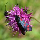 Zygaena transalpina