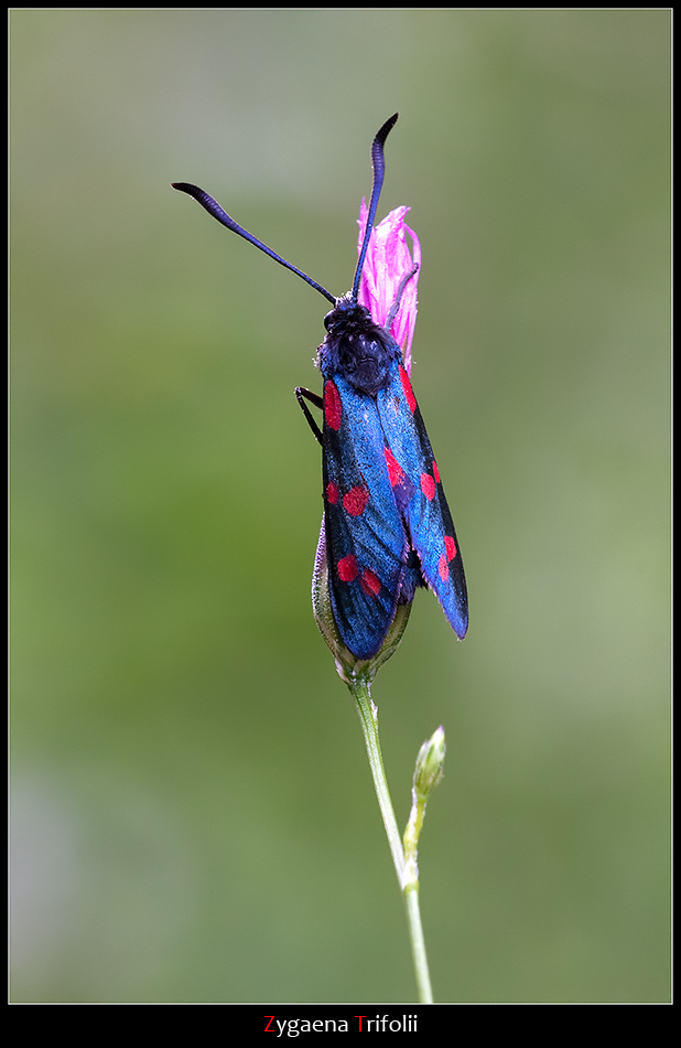 Zygaena Trifolii